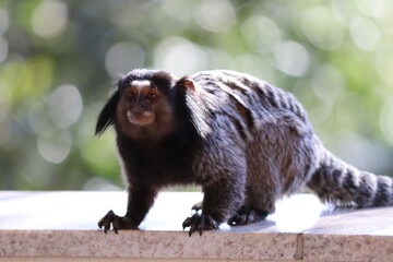 Mico Estrela (Sagui)