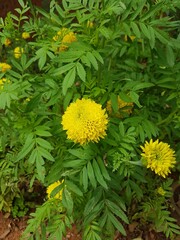 yellow flowers in the garden