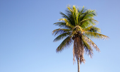 Obraz premium Single palm tree on a blue sky background