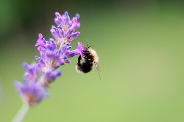 bee on lavender close-up