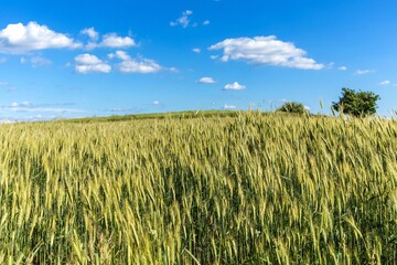 Summer view of a green cereal field. Agricultural landscape in the Czech Republic. Growing cereals. Summer day in the field.