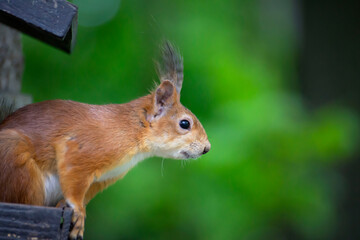 Red squirrel in a manger on a tree. Portrait of a funny fluffy squirrel.