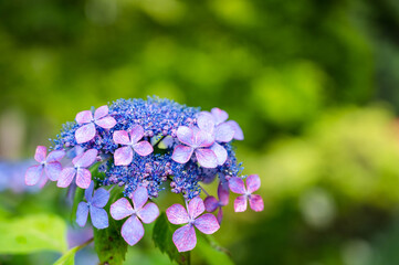 紫陽花、あじさい、アジサイ、花、花びら、青、青い、青色、紫色、紫、緑、緑色、葉、紫陽花の花、アジサイの花、あじさいの花、コピースペース、ガクアジサイ、初夏、夏、植物、梅雨、屋外、自然、風景、額紫陽花、満開、6月、かわいい、雨、さわやか、きれい、ガーデニング、庭、園芸、和風、日本、写真