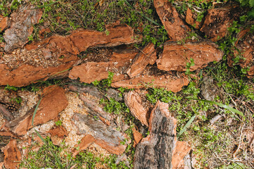 A brown pine bark, fallen from a tree, lies on the ground with green grass and plants. Photography, concept, top view.