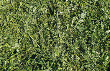 Texture of mowed, dry green grass and hay. Photography, concept.