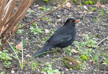 blackbird
