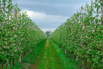Fototapeta na wymiar Ground road in garden and green grass. Young apple trees with white flowers in farm