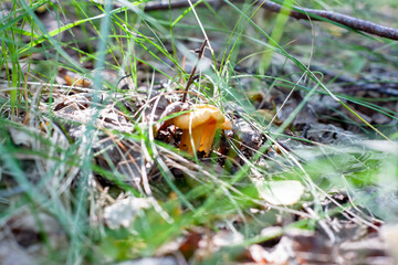 young chanterelle mushrooms in the forest in the foliage