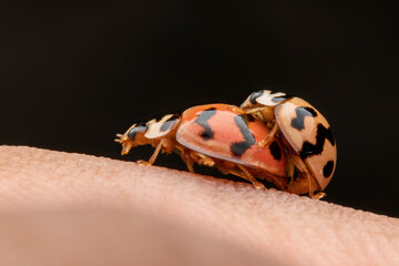 ladybug 