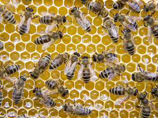 Busy Bees, Close Up View Of The Working Bees On Honeycomb.