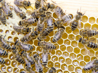 Busy Bees, Close Up View Of The Working Bees On Honeycomb.