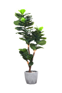 Artificial fiddle leaf fig or ficus lyrata in pot isolated on white