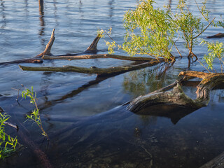 The dead trees and branches stand out in the Manasquan reservoir which supplies fresh drinking water to the local to the Northeast