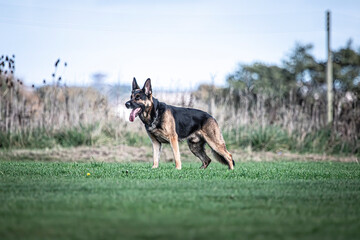German shepherd standing 