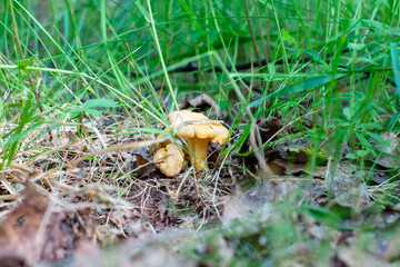 young chanterelle mushrooms in the forest in the foliage