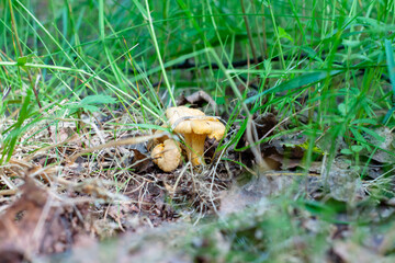 young chanterelle mushrooms in the forest in the foliage
