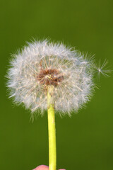 Fototapeta premium Dandelion seeds fly away in the evening sunlight on a fresh green background