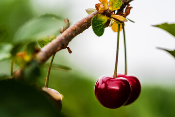 A pair of fresh ripe cherries hanging from the branch of a cherry tree. Concepts of organic fruit...