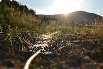 watering the garden in the sun in summer.