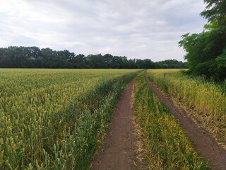 Fototapeta na wymiar rural road in the wheat field
