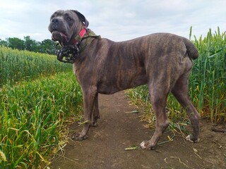 Mastiff dog on the path in the field in summer