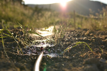 watering the garden in the sun in summer.