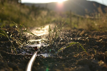watering the garden in the sun in summer.