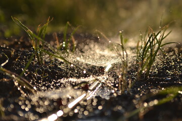 watering the garden in the sun in summer.