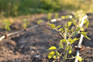 watering the garden in the sun in summer.