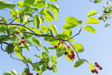 red cherries and green leaves in a sunny day 