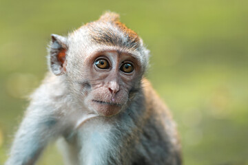 Close up portrait of a small macaque monkey sits on the mossy steps of the temple. Blurred background. Monkey forest, Bali, Indonesia