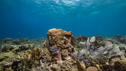Seascape in turquoise water of coral reef in Caribbean Sea / Curacao with Sea Fan / Gorgonian Coral, fish, coral and sponge