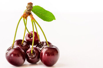 The sweet cherry twig on a white background