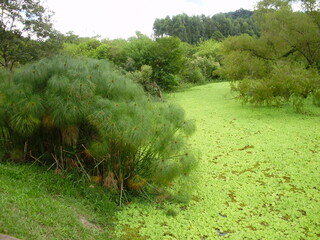 Obraz premium Toda a grandeza da natureza vista da Ponte do Imperador, Ivoti/RS, Brasil.