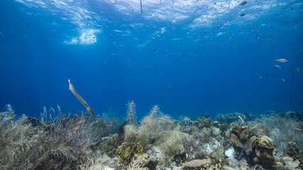 Fototapeta premium Seascape in turquoise water of coral reef in Caribbean Sea / Curacao with Trumpetfish, coral and sponge