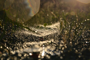 watering the garden in the sun in summer.