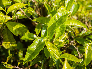 Tea leaves on a plantation near the city of Munar. India.