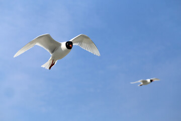Obraz premium Photo of a white gull in a blue sky
