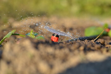 watering the garden in the sun in summer.