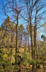 Rock in a beautiful forest with trees.