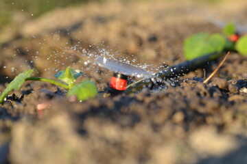 watering the garden in the sun in summer.
