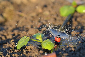 watering the garden in the sun in summer.