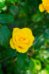 Yellow roze