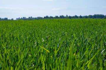 Obraz premium field of young rye spikelets. green meadow.