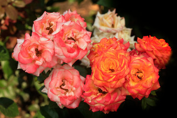 Colorful roses in summer garden