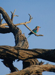 Early Morning Lilac-breasted Roller Bird on Branch
