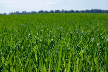 field of young rye spikelets. green meadow.