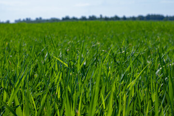 field of young rye spikelets. green meadow.