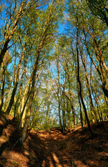 Light floods the forest with trees that cast shadows on the path.