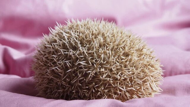 Dwarf hedgehog sleeping in round shape movement from breathed.Show quill from back for protection.Quill have movement for protect.